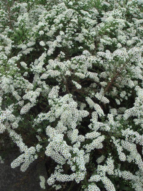 Aster lateriflorus var.horizontalis